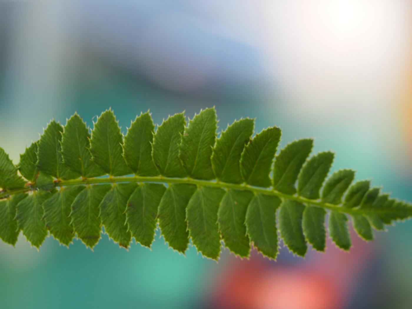 Fern, Holly leaf
